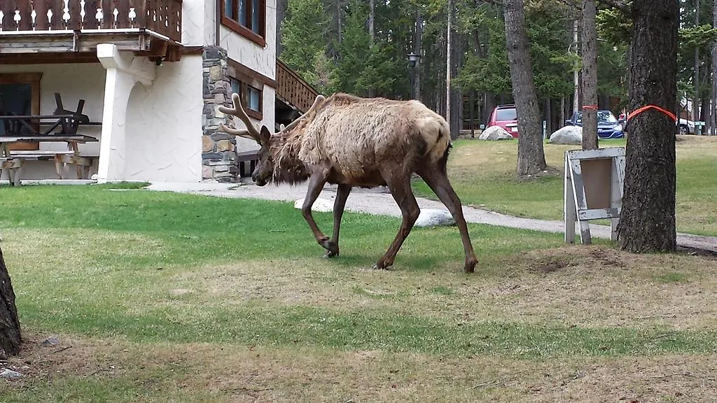 Douglas Fir Resort & Chalets Banff